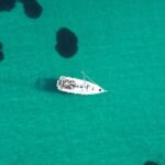 Athens Private Morning Sailing Cruise with Greek Gastronomy - Practical Details and Tips