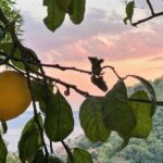 Authentic Amalfi Lemon Tour & Tasting in the Historical Garden - What Do Travelers Say?