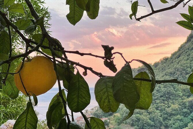Authentic Amalfi Lemon Tour & Tasting in the Historical Garden - What Do Travelers Say?