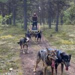 Autumn Husky Sit and Drive Cart Tour from Kiruna - The Dogs and Guides