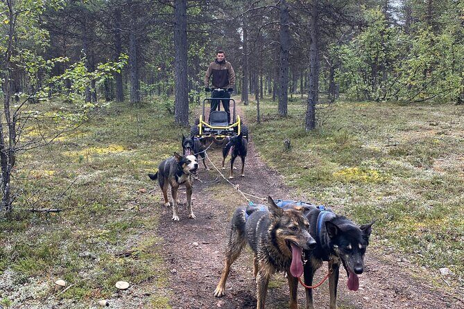 Autumn Husky Sit and Drive Cart Tour from Kiruna - The Dogs and Guides