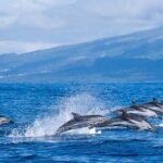 Azores Whale Watching Tour  Ponta Delgada - Who Will Love This Tour?