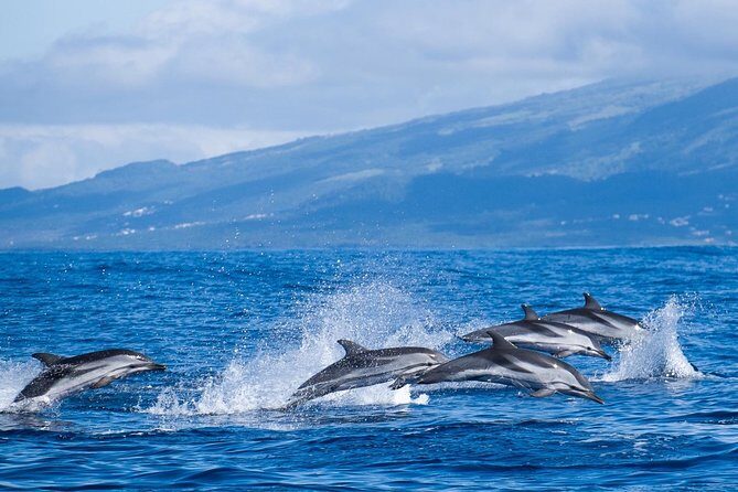 Azores Whale Watching Tour  Ponta Delgada - Who Will Love This Tour?