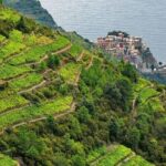 BarCa Winery Cinqueterre Trekking & Wine Tasting & Pesto Class - What to Expect on the Itinerary