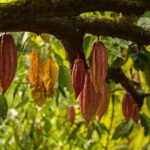 Bean to Bar Chocolate Mini Tasting in Bonn - What to Expect on the Tour