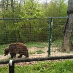 Bear Sanctuary and Bran Castle from Brasov - Who Is This Tour Best For?