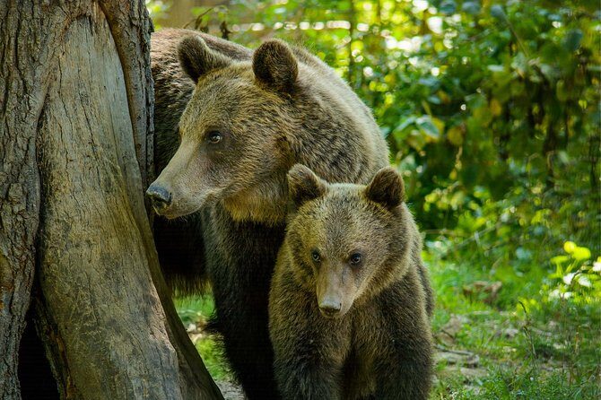 Bear Sanctuary and Dracula's Castle, 1-day Private Tour - Benefits & Drawbacks