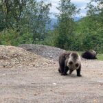 Bear Sanctuary & Rasnov Fortress - Private day tour from Bucharest - Authentic Voices: What Others Say About This Tour