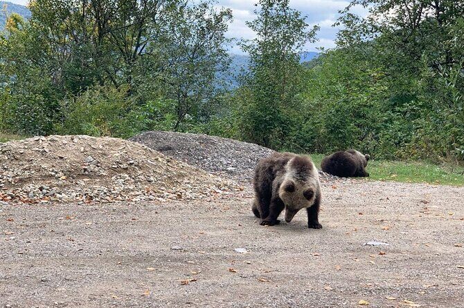 Bear Sanctuary & Rasnov Fortress - Private day tour from Bucharest - Authentic Voices: What Others Say About This Tour