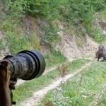 Bear watching experience near Brasov - Who Will Love This Tour?