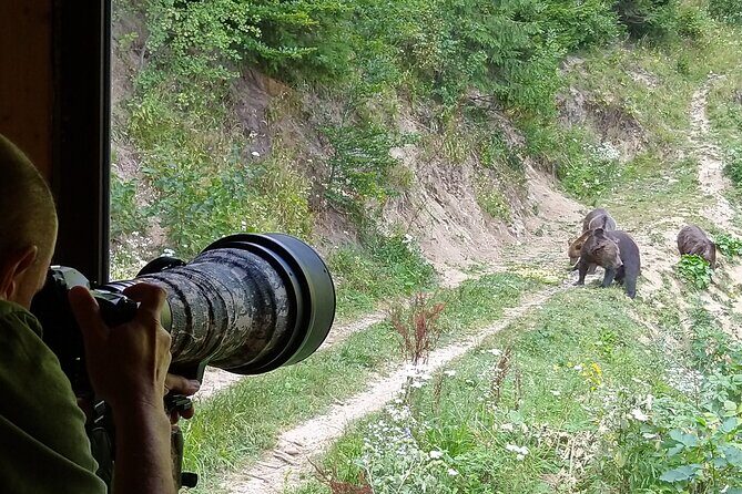 Bear watching experience near Brasov - Who Will Love This Tour?