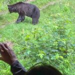 Bear Watching In Brasov: Observe Wild Bears From A Hideout (100%) - The Itinerary in Detail