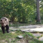 Bears Sanctuary, Dracula Castle and Brasov City - Full Day Trip from Bucharest - The Authentic Experience