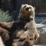 Bears Sanctuary, Dracula's Castle, Brasov Day Trip Private Tour from Bucharest - FAQ