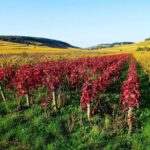 Beaujolais 100% wine tour Small-Group Tour with Tasting from Lyon - The Value for Money