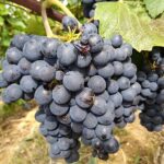 Beaujolais Half Day Wine Tasting Tour - Who Will Love This Tour?