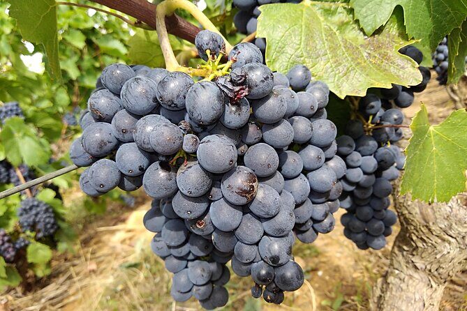 Beaujolais Half Day Wine Tasting Tour - Who Will Love This Tour?