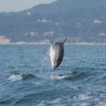 Become a dolphin protector! Lisbon Eco-dolphin watching - FAQs
