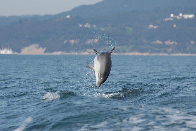 Become a dolphin protector! Lisbon Eco-dolphin watching - FAQs