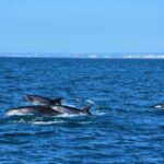 Benagil Caves Visit with Dolphins Watching from Albufeira - The Itinerary in Detail