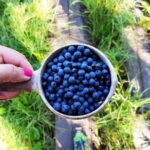 Berry Picking in a National Park - What Makes This Tour Special?