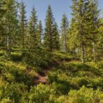 Best View of the Oslofjord Hike - The Value Factor: Is It Worth the Price?