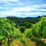 Bike Ride & WIne Tasting - Who This Tour Is Best For