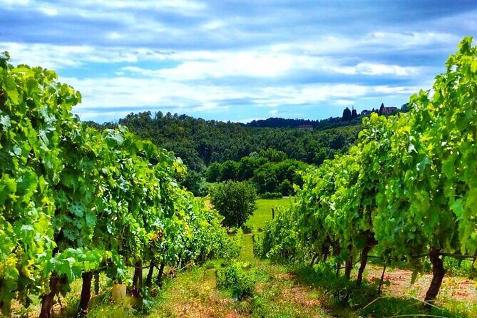 Bike Ride & WIne Tasting - Who This Tour Is Best For