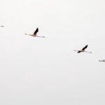Birdwatching Boat Tour so close to Lisbon - Who Should Consider This Tour?