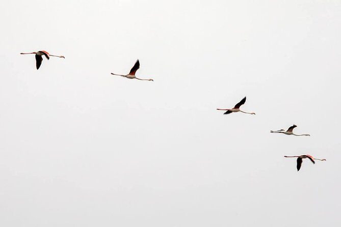 Birdwatching Boat Tour so close to Lisbon - Who Should Consider This Tour?