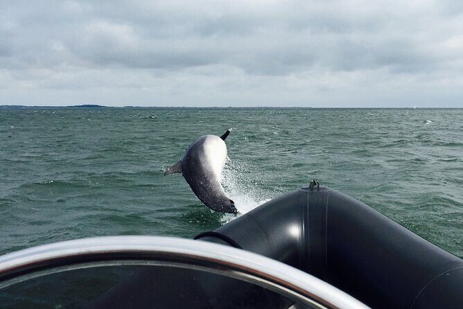 Boat Seafari Adventure - What You Can Expect from the Dundee Speedboat Tour