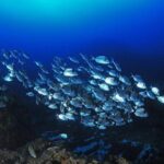 Boat Trip and Snorkeling in the Gulf of Calvi - The Highlights of the Experience