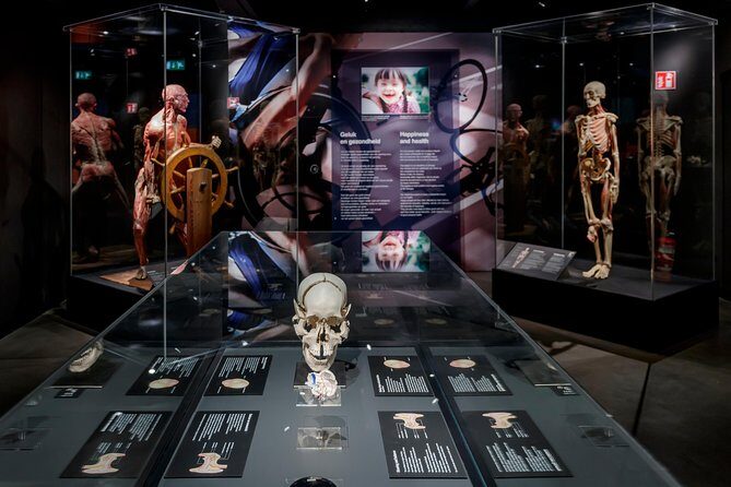 Body Worlds Amsterdam Fast-lane Ticket - How the Experience Is Structured