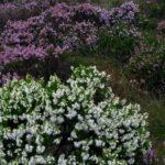 Bog Safari Hike - Exploring the Bog’s Formation, Myths, and Legends