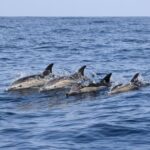 Bonadea II Ecological Whale Watching, 2 hours - The Experience: What It Feels Like on the Water