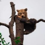 Brasov: Bears Sanctuary, Rasnov Fortress, Bran Castle GUIDED Tour - Who Will Love This Tour?