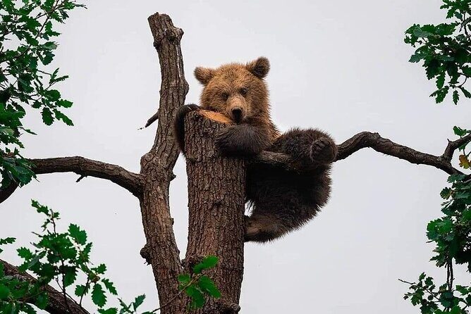 Brasov: Bears Sanctuary, Rasnov Fortress, Bran Castle GUIDED Tour - Who Will Love This Tour?