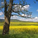 Budapest-Vienna One-Way Sightseeing Transfer - Esztergom Basilica: A Grandeur of Sacral Architecture