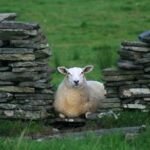 Burren Guided Electric Bike tour with Poulnabrone Portal Tomb - Who Will Love This Tour?