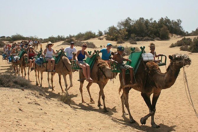 Camel Riding in Maspalomas Dunes - The Animal Welfare Question