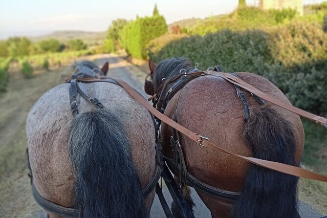 Carriage rides in the heart of the Luberon - The Itinerary in Detail
