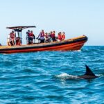Cascais coast: Dolphin watching - The Practical Details