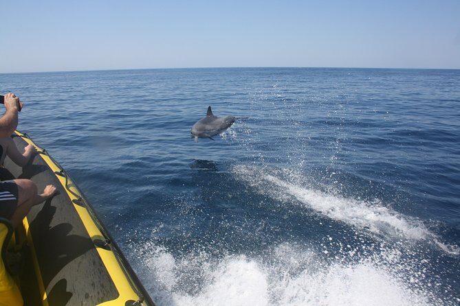 Caves and Dolphin Watching Cruise from Albufeira - What’s Included and What to Bring