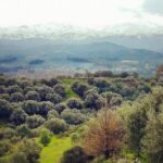 Chania Nature & Villages, White Mountains & Unique Cretan Lunch - The Experience and Its Value