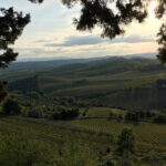 Chianti Wine Tour - Private Wine experience in Tuscany Countryside - What Makes This Tour Stand Out
