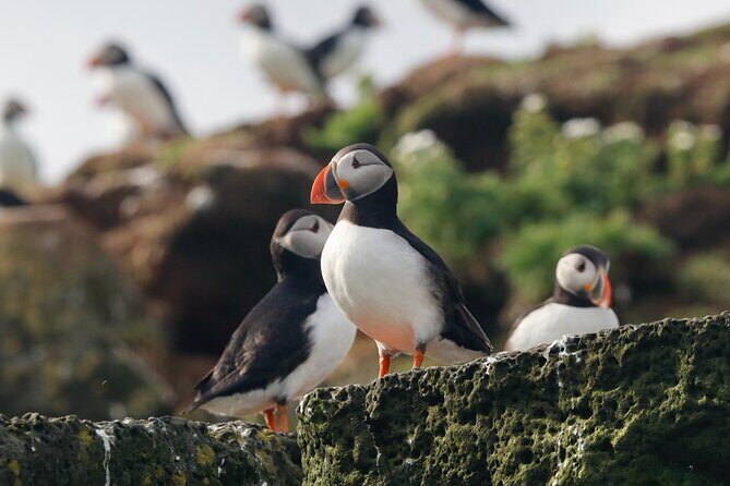 Classic Puffin Watching Cruise from Downtown Reykjavík - The Puffins and Other Birdlife