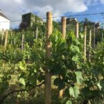 Clos Montmartre 'Paris in your Glass' Wine Tasting - The Vineyards and the Heart of the Tour