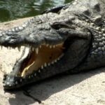 Cocodrilo Park Zoo Admission Ticket in Agüimes - What to Expect from Your Visit