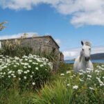 Connemara & Connemara National Park day tour from Galway. Guided. - What Travelers Say