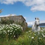Connemara, Kylemore Abbey and Wild Atlantic Way tour from Galway - Transport and Group Size